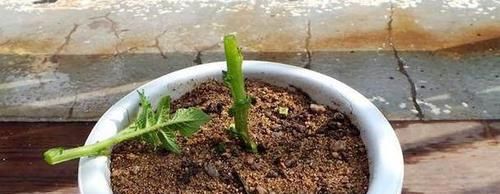  『花盆』土豆嫁接西红柿，花盆长满土豆，枝上挂满西红柿，换着吃，特新鲜