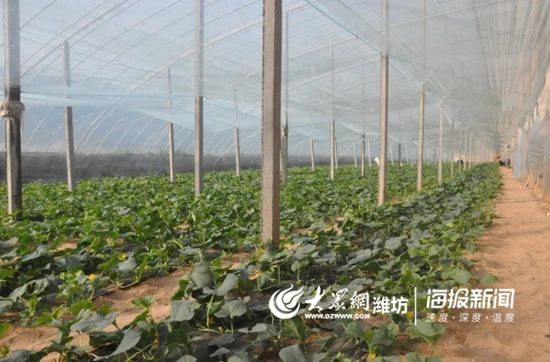  弥河银瓜：青州弥河：战“疫”生产两手抓 田间地头农事忙