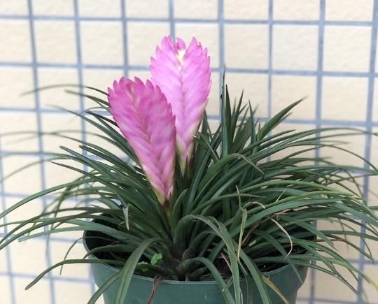  [新奇]铁兰开花了，紫色花朵太新奇，老妈非说是塑料假花！