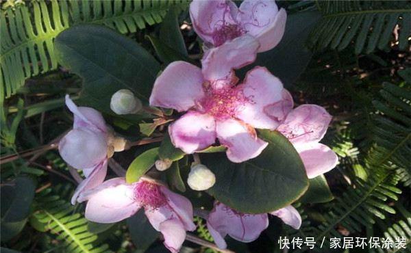 「别致」新手养花,不如养观赏精品:桃金娘,清香别致,美丽动人