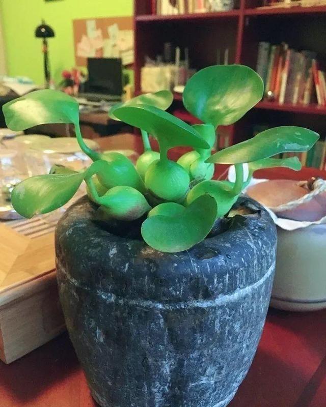  #喝水#这些盆栽都是喝水的，成桶成桶的喝，个个花枝招展一大盆