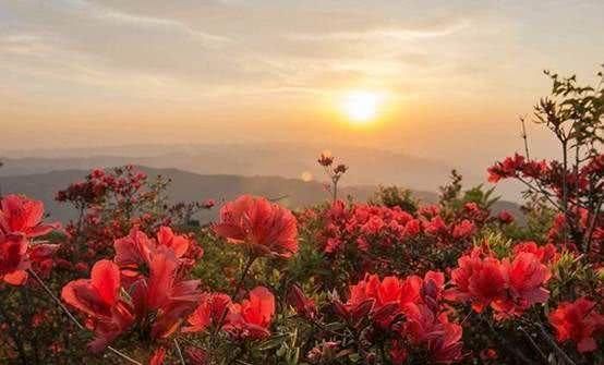  「竟是」江西的省鸟、省花、省树是什么？原来竟是它们……