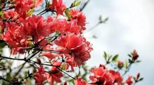 「燃起」余杭燃起“火烧云”,满山的杜鹃花美极了!