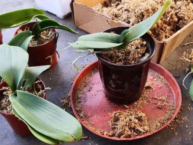  「烂根」天热了，8种花不能乱浇水，小心浇完就死