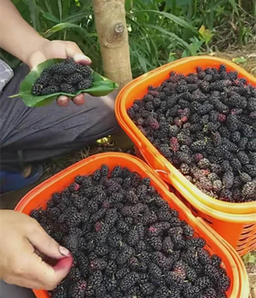 农民种植“毛毛虫”以前是为养殖，现今是为供应城里朋友亩入万元