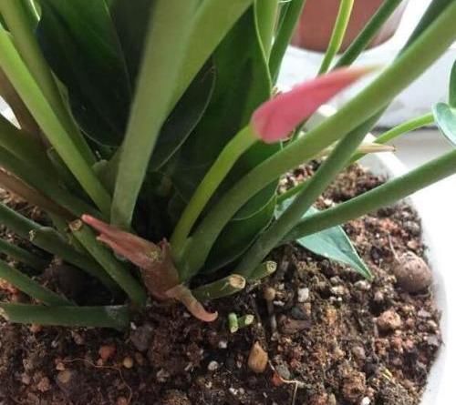  [盆栽]盆栽红掌，2种小料交替用，一片肥叶一红花，长长久久开不断