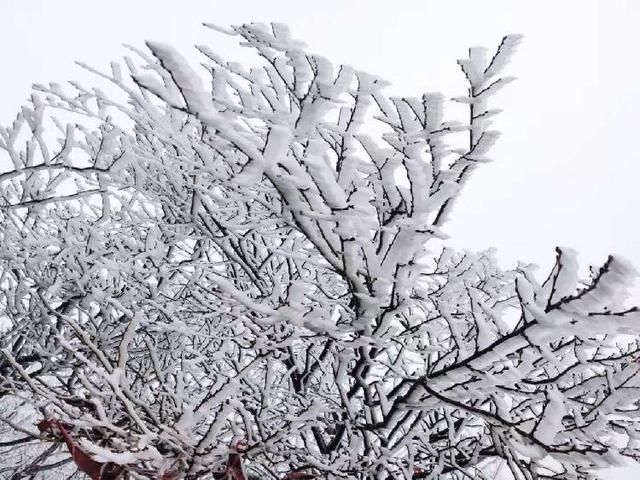 周末走起，南川金佛山出现雾凇景观