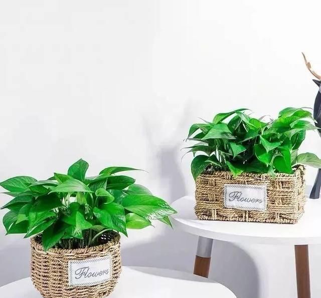  养活：这五种花号称“死不了”，植物杀手都能养活，你家有几种？