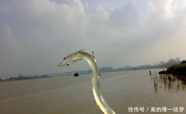 #小伙#小伙在江边野钓,竟钓到“透明”的鱼!拿回家煎蛋才发现