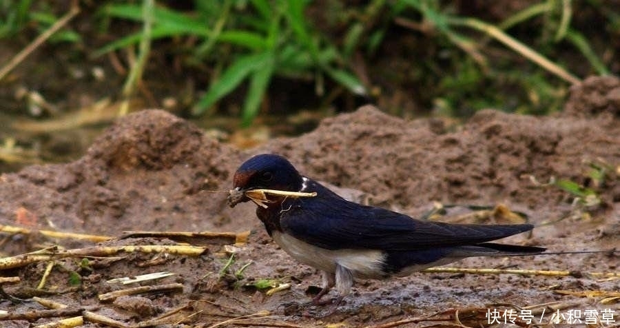  屋檐@农村人屋檐下的燕子窝, 千万不要把扔了, 留着有大用途!