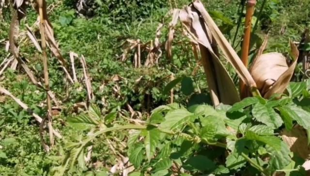  关节痛：农村山坡一种“五爪龙”，果实像野葡萄，挖根泡酒能治