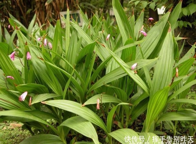 农村曾被称为''土黄金''的野草，曾被当作杂草，现在农民靠卖致富