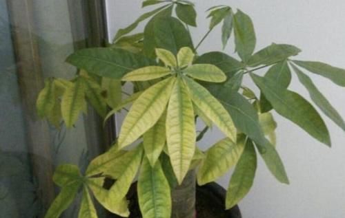  将它：发财树的叶片“掉落”，有3个解决方法，学一下，1年就变旺盛！