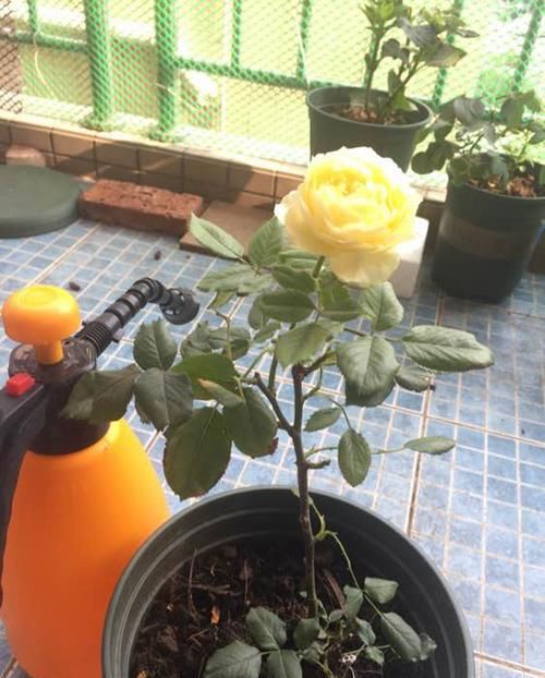 「月季」月季小黄鸡,鹅黄色的花朵, 萌萌的,适合阳台养!