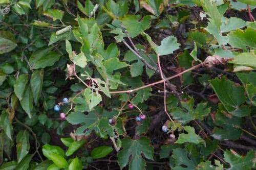 它被农村人称作“假葡萄”，老人说吃不得，殊不知其能止痛止血！