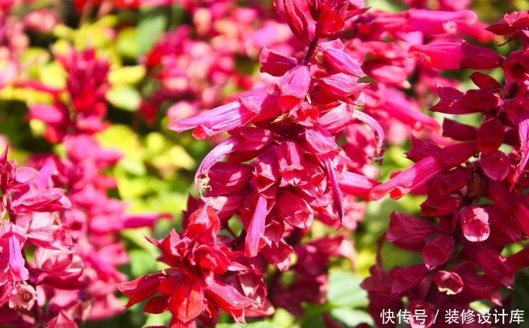  【漂亮】适合新手养护的5种花，粘土就能活，浇水就爆盆，开花漂亮香味浓