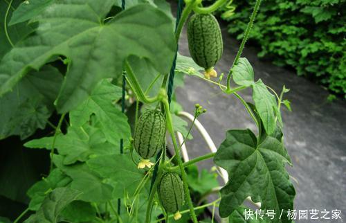  个头：一种迷你西瓜个头小，口感爽脆一口一个，养在阳台周期短，可种！