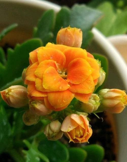  【开花数量】朋友给的“圣诞伽蓝菜”，以为是宝贝，原来3块一盆，开花可真多