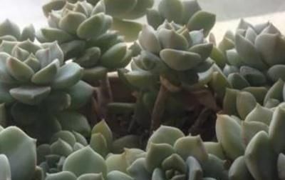  [景天科]多肉植物怎么杂交繁殖