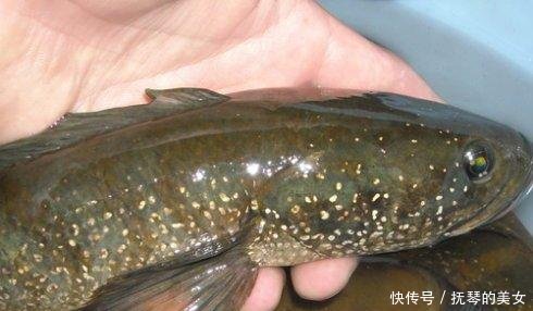 『环境变』这种鱼在广西从新出现,是环境变好的原因吗你有没有钓到过!
