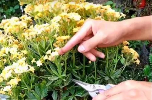  「图片作者」过完年，这花赶紧修剪、扦插，还能再开一茬！