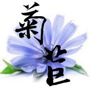  『菊苣』菊苣有这么多应用价值，总有一点是你想不到的