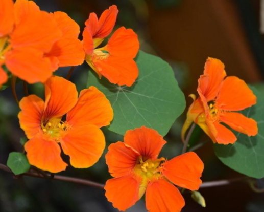  「放在」5款不怕热的花，放在阳台一晒，开花一茬接一茬，轻松爆成花海