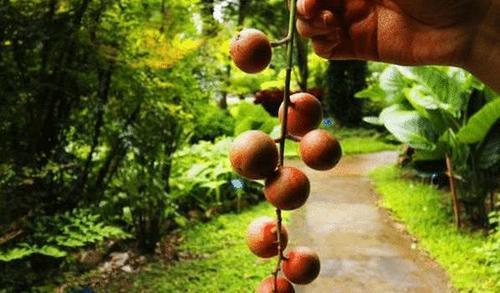 来到广西旅游，看到“龙眼”就别摘了，小心“有毒”