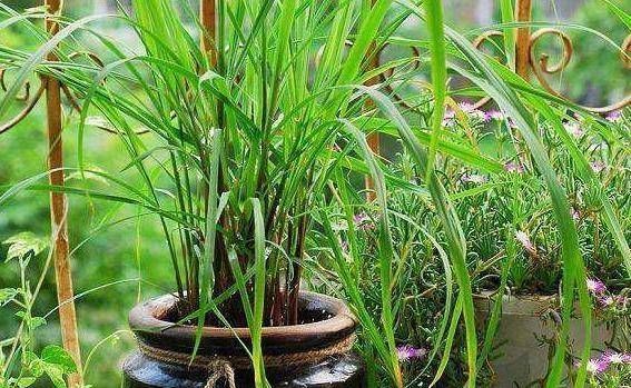 『苍蝇』这三种花是在室内的盆里培育的,蚊子和苍蝇不敢进屋,防蚊是夏季的首选