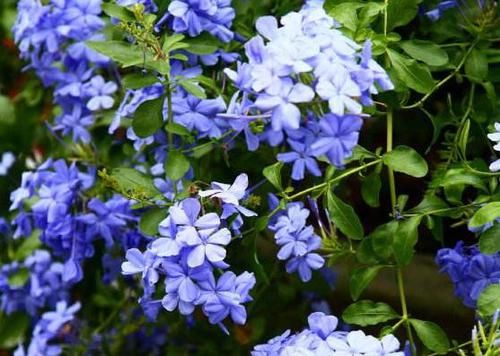  #耐热#家里阳台养此花，花开成瀑布，耐旱耐热鲜艳动人，鲜艳漂亮，超美