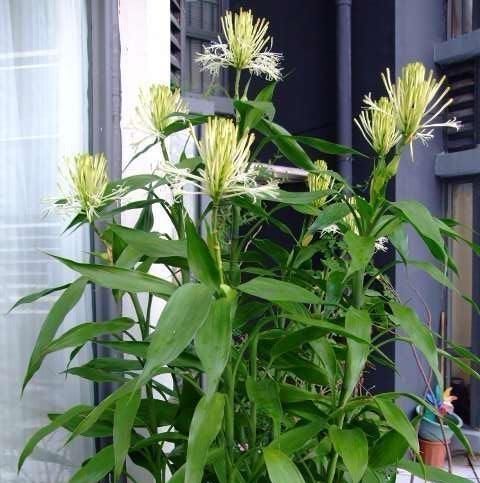 『富贵竹』富贵竹黄叶有原因:这3点把握好,富贵竹才能长得绿油油