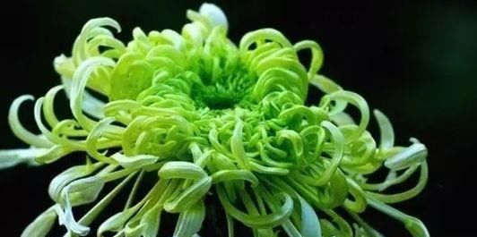 【窗纱】喜欢菊花,就养盆“珍稀名菊”绿窗纱影,似凤凰起舞,青碧可人