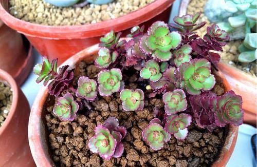  漂亮：适合养的3种花，开花漂亮爆盆简单，肉质叶片很耐旱，很好养