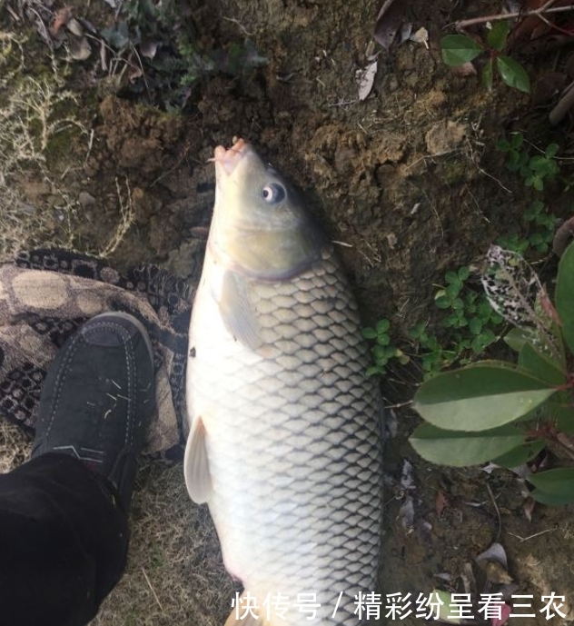 #试探#鲤鱼不是有耐心守就能钓到的,要是钓法没针对性,纯粹是浪费时间