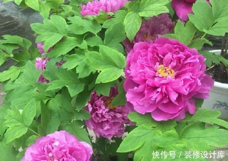 【艳丽】新手养花,不如养盆花中精品“水晶紫”,小巧艳丽,花团锦簇
