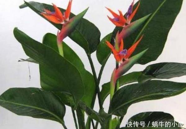 \＂i1\＂: \＂郁金香几月份开的最好？\＂这3种号称“晒不死的花”，天越“热”越开爆满盆，你家养了没？