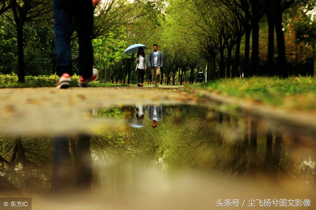 秋雨绵绵，秋叶秋花秋游秋意皆浓，金色的银杏林美若仙境