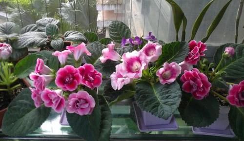 『花期』春季最火的“3种花”，好养又漂亮，花期长、花量大，阳台变花海
