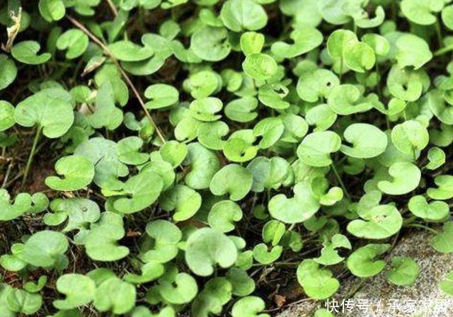 「值钱」池塘边，倘若看到1种“马蹄金”，请别踩踏，比铜钱草值钱，珍贵