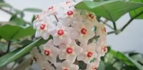 「调节」养花种草调节性情,又修身养性,别一不小心养了带毒的花!