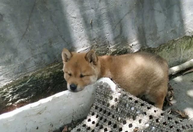 狗舌头有黑斑好不好