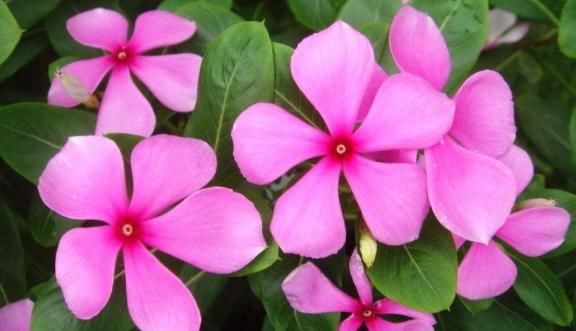  湿润■这5款花卉，立春就“开花机器”，春意盎然，繁花似锦，绚丽多彩