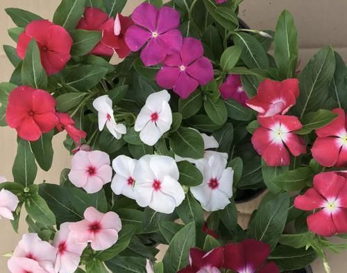 『花苞』花苞多的“3种花”,种花盆里就“成活”,养1个月冒花朵,太美