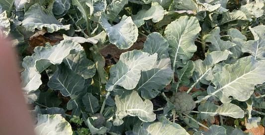  『选择』西兰花种植难题多？注意这四点很重要！