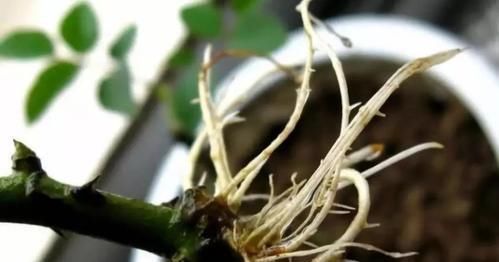  『养花』家里的这种药片，可以用来养花，比花肥都好用，谁用谁知道！