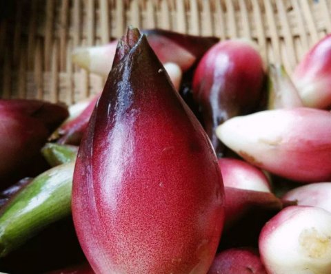  #洋火#乡下一种植物，人称“洋火姜”，村民都是夏天必备之物