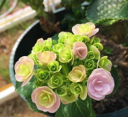  『枯萎』绣球花谢花后老枝条上的叶芽为什么枯萎不展开？好多人都犯的错