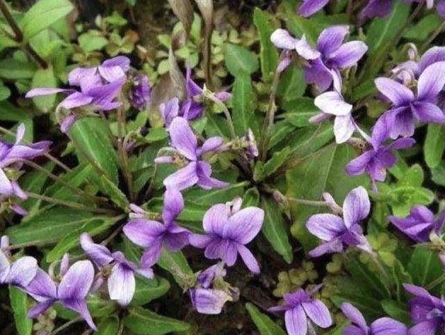  「漂亮」山上的1种“野草”，能开出漂亮的花朵，比“茉莉花”美，珍贵！