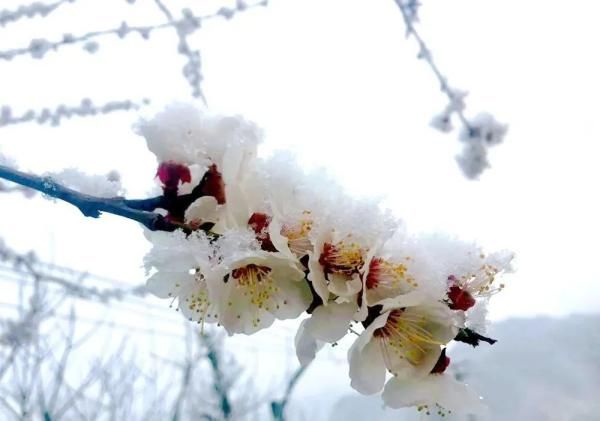  【龙门村】最美京西四月天，门头沟雪景颜值爆表！