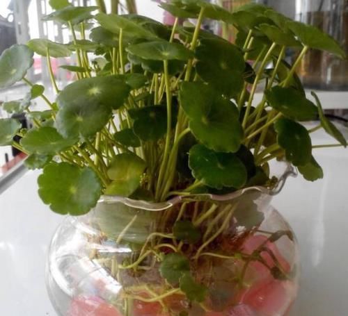  #培好#这2种“植物”，水培比土培好！生根快，叶子绿，更具美观性